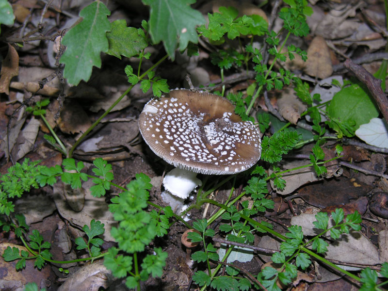 Amanita pantherina